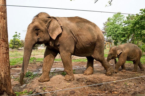 Srijana Kali the Elephant